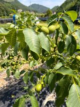 팜모닝 자유주제·자유게시판 게시글 이미지