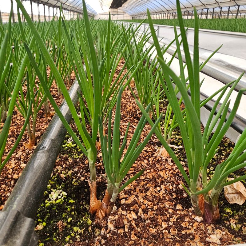 쪽파랑님의 장터 판매 상품 [쪽파  종구 1kg] 첨부 사진