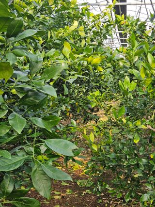 제주 지안이네농장님의 자유주제 · 자유게시판 작성글 사진