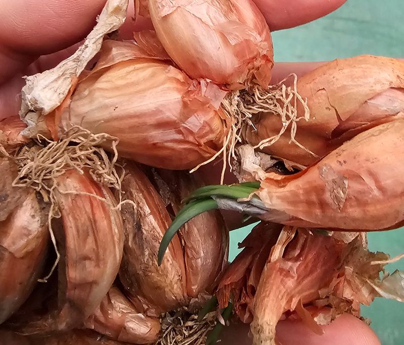 쪽파랑님의 장터 판매 상품 [쪽파  종구 1kg] 첨부 사진