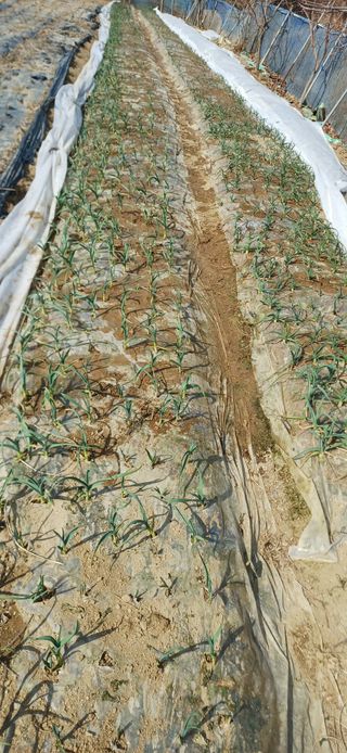 초보퍼머5도2촌준비님의 자유주제 · 자유게시판 작성글 사진