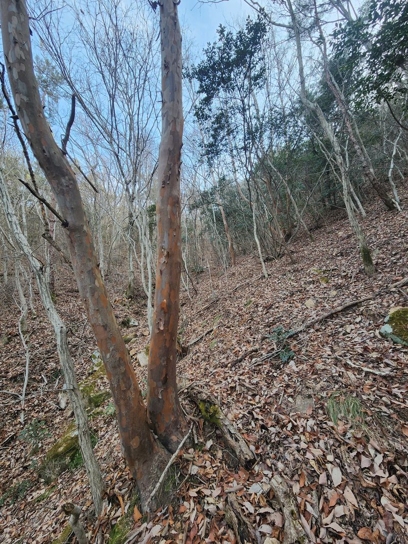 이현서님의 장터 판매 상품 [노각나무(야생 특품)] 첨부 사진