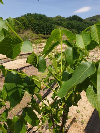 형제들농원님의 자유주제 · 자유게시판 작성글 사진