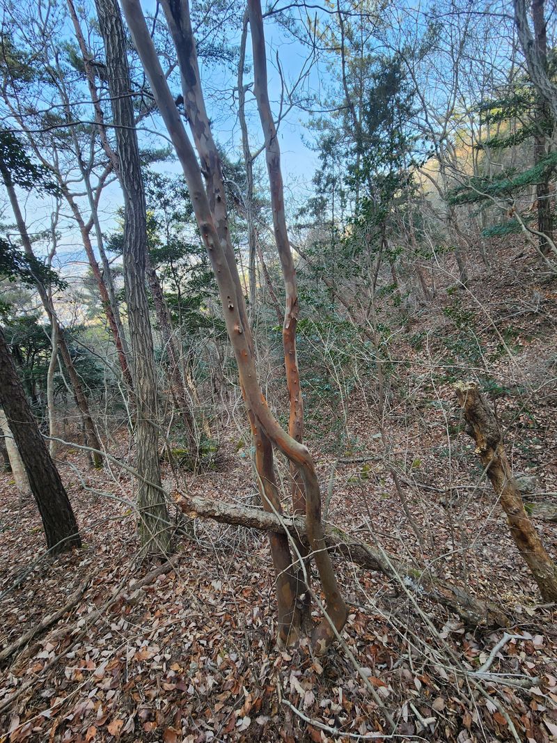 이현서님의 장터 판매 상품 [노각나무(야생 특품)] 첨부 사진