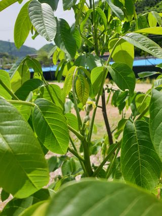 형제들농원님의 자유주제 · 자유게시판 작성글 사진