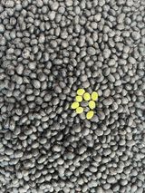 팜모닝 자유주제·자유게시판 게시글 이미지