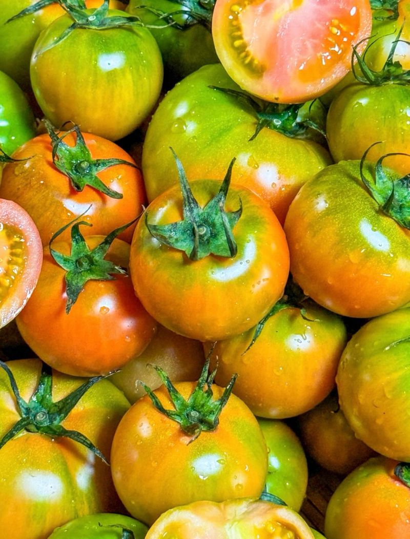 장터 상품 [맛있는 짭짤이 토마토 5kg] 썸네일