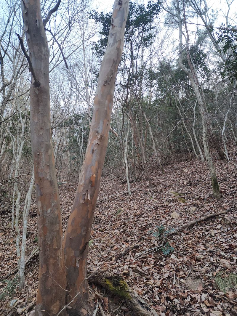 이현서님의 장터 판매 상품 [노각나무(야생 특품)] 첨부 사진