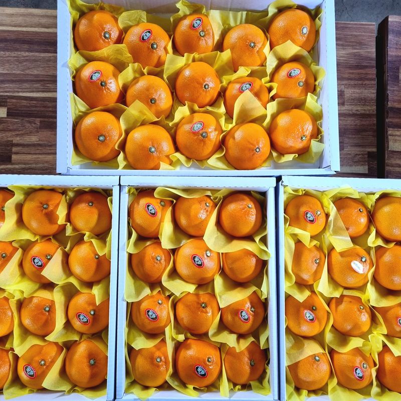 장터 상품 [서귀포 남원 천혜향 3kg, 5kg, 10kg] 썸네일