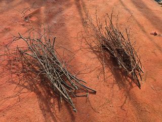 산양삼님의 자유주제·자유게시판 작성글 사진