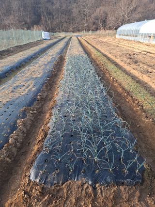 초보굴백이님의 자유주제 · 자유게시판 작성글 사진