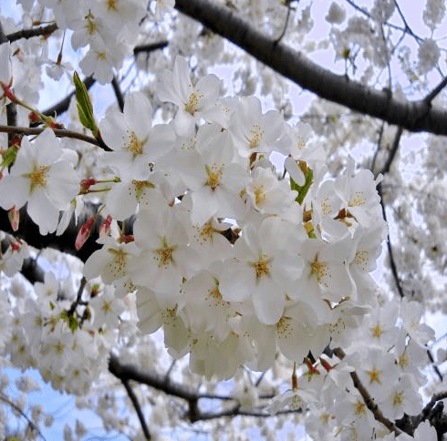 장터 상품 [왕벚나무 묘목] 썸네일