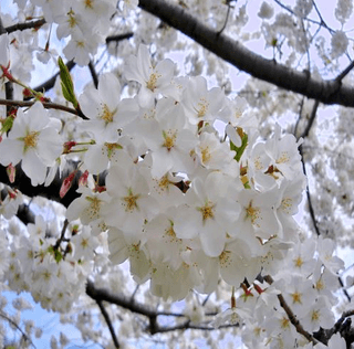 뿌리깊은나무농원님의 작성글 사진