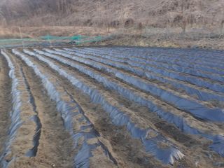 옥천서화농님의 자유주제 · 자유게시판 작성글 사진