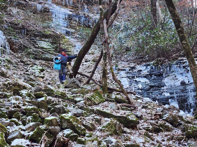 매기소골농장님의 장터 판매 상품 [운장산고로쇠수액1.5Lx6병] 첨부 사진