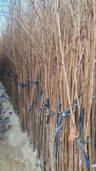 뿌리깊은나무농원님의 작성글 사진