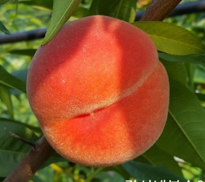 장터 상품 [단호장 황도 복숭아 묘목 접목 1년생] 썸네일