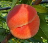 팜모닝 · 게시글 이미지