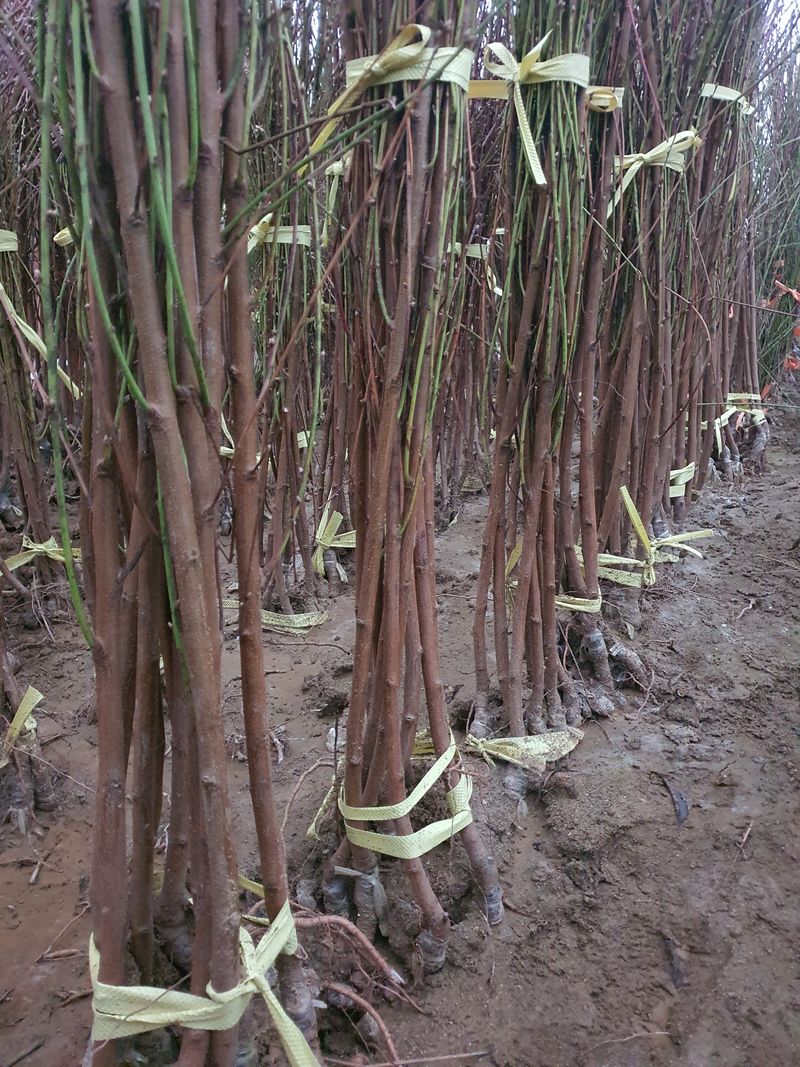 뿌리깊은나무농원님의 장터 판매 상품 [단호장 황도 복숭아 묘목 접목 1년생] 첨부 사진