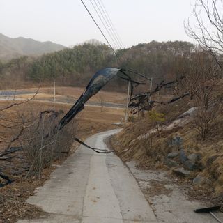 가로수님의 자유주제 · 자유게시판 작성글 사진