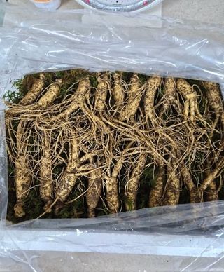 함세은님의 고추 · 일상 작성글 사진