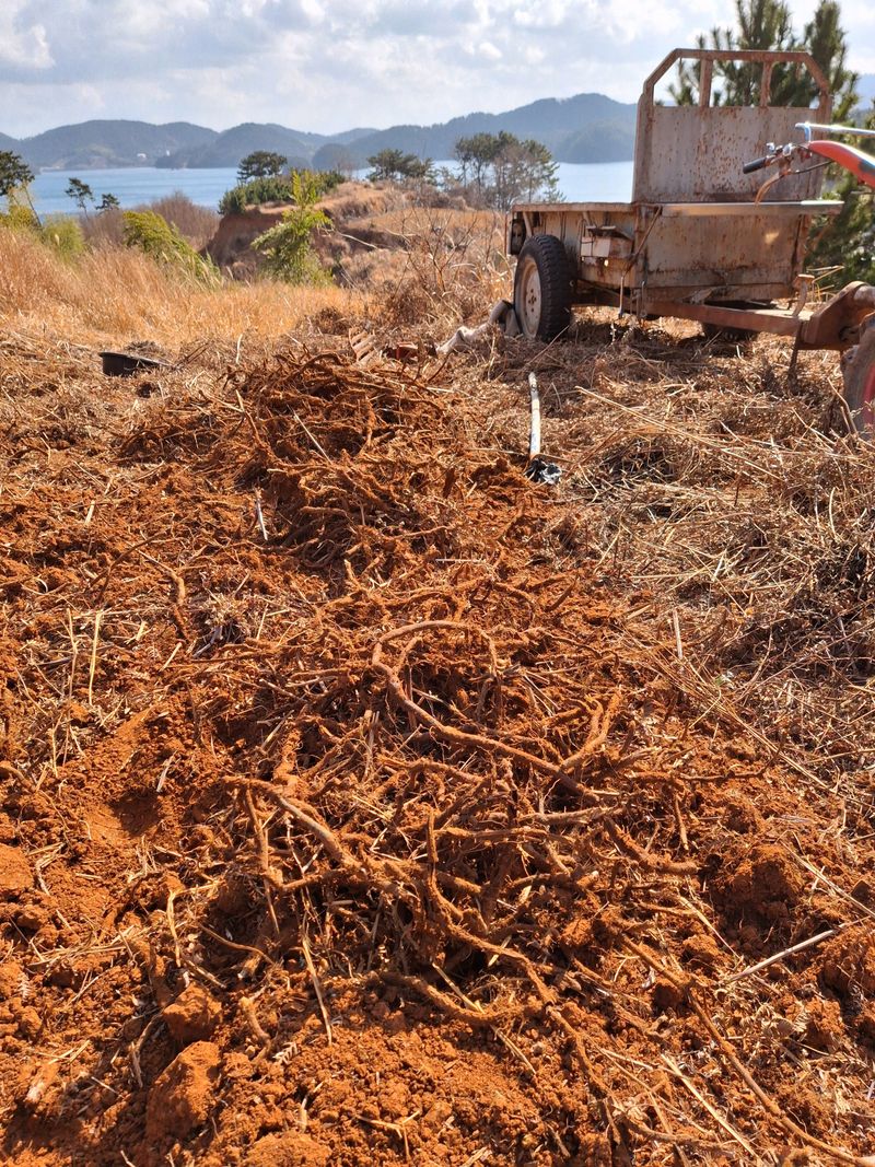 블루애플펜션님의 장터 판매 상품 [고사리 종건 팝니다 ] 첨부 사진