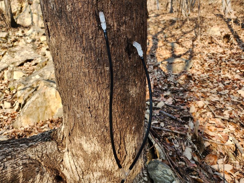매기소골농장님의 장터 판매 상품 [운장산고로쇠수액1.5Lx6병] 첨부 사진