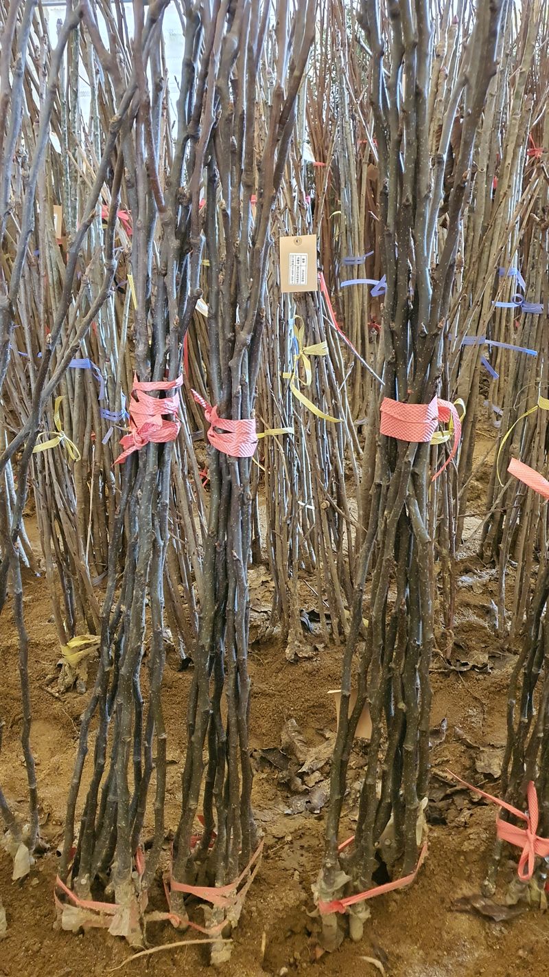 뿌리깊은나무농원님의 장터 판매 상품 [화산배 묘목 접목 1년] 첨부 사진