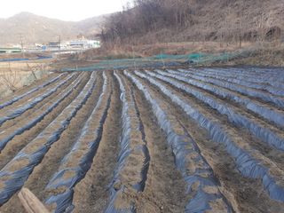 옥천서화농님의 자유주제 · 자유게시판 작성글 사진