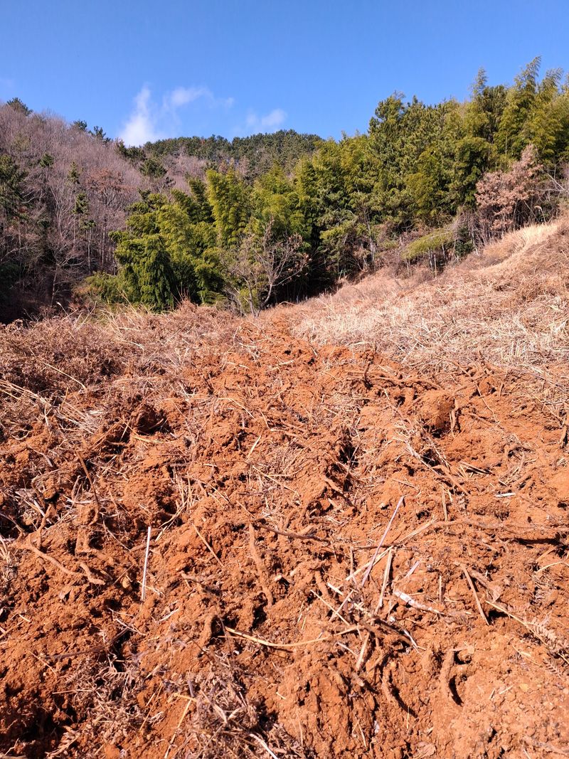 블루애플펜션님의 장터 판매 상품 [고사리 종건 팝니다 ] 첨부 사진
