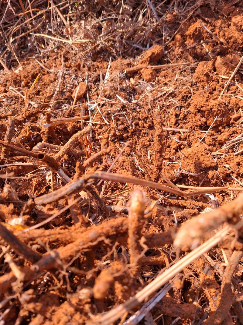 블루애플펜션님의 장터 판매 상품 [고사리 종건 팝니다 ] 첨부 사진