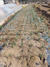 팜모닝 자유주제·자유게시판 게시글 이미지