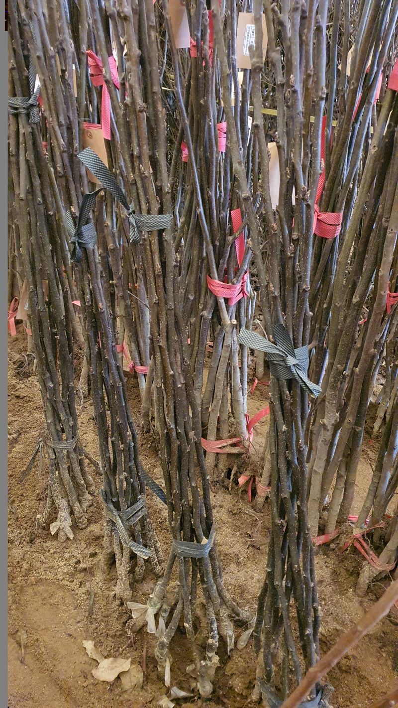 뿌리깊은나무농원님의 장터 판매 상품 [원황배 자가결실 묘목 접목  1년생 특묘 ] 첨부 사진