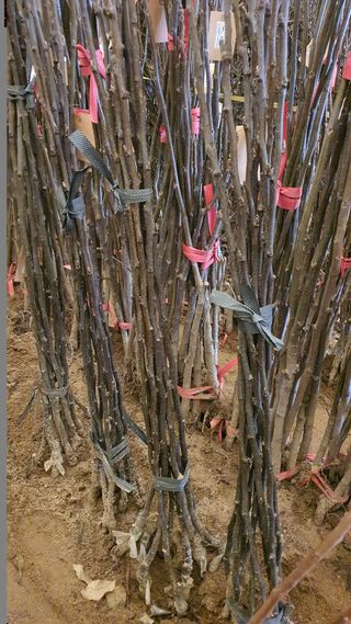 뿌리깊은나무농원님의 작성글 사진