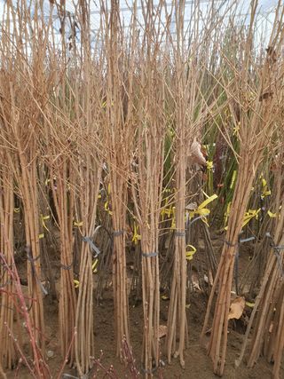 뿌리깊은나무농원님의 작성글 사진