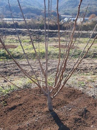대삼팜스빌리지님의 자유주제 · 자유게시판 작성글 사진