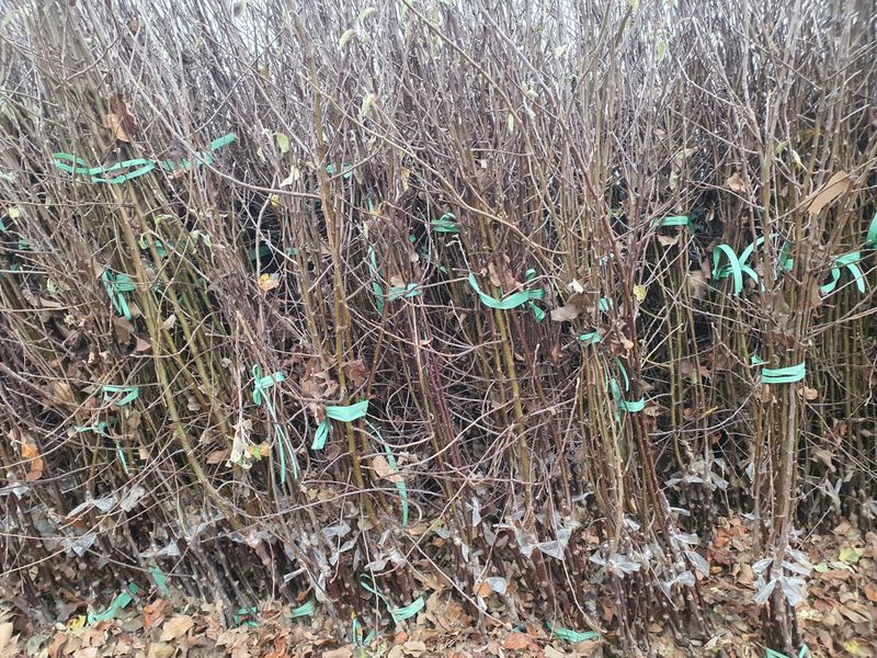 뿌리깊은나무농원님의 장터 판매 상품 [묘목] 첨부 사진