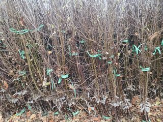 뿌리깊은나무농원님의 작성글 사진