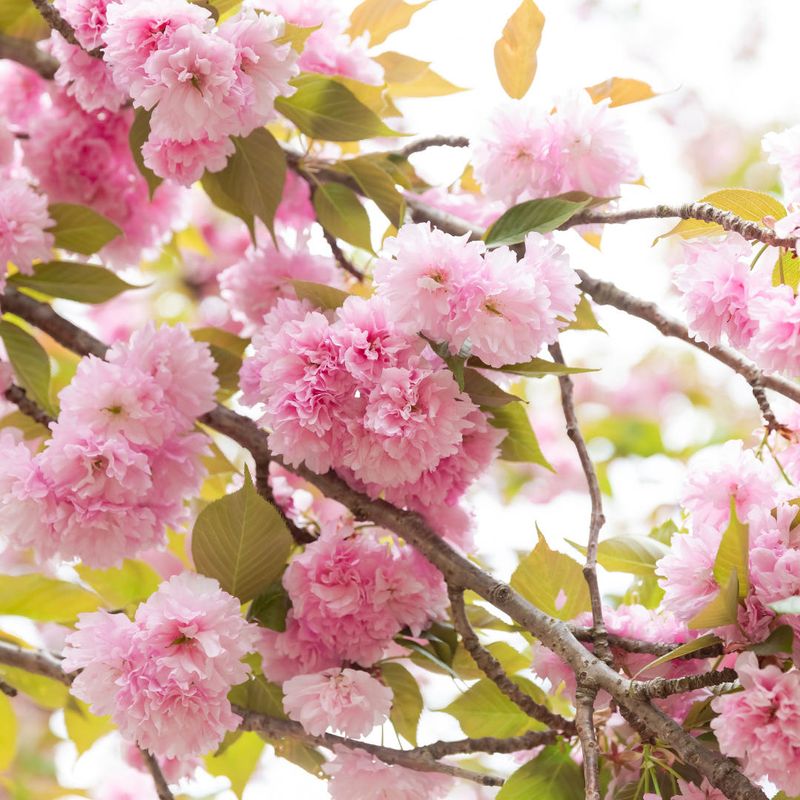 장터 상품 [겹벚나무 묘목] 썸네일