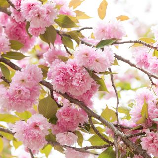 뿌리깊은나무농원님의 작성글 사진