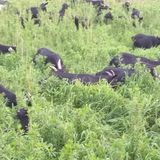 팜모닝 기타작물·자유게시판 게시글 이미지