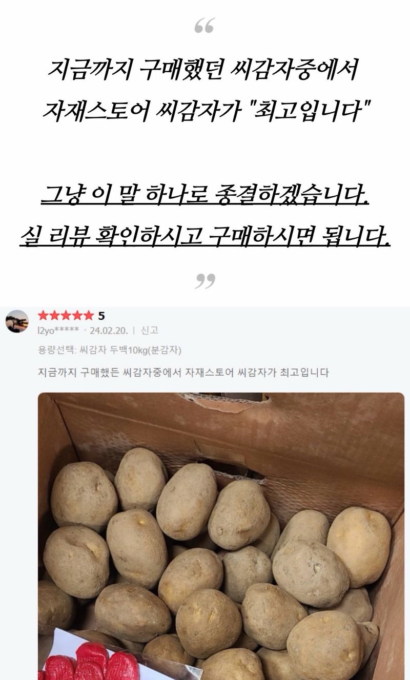 자재스토어님의 장터 판매 상품 [강원도 정품 씨감자 수미 두백 대서 감자 종자 감자씨 씨앗] 첨부 사진