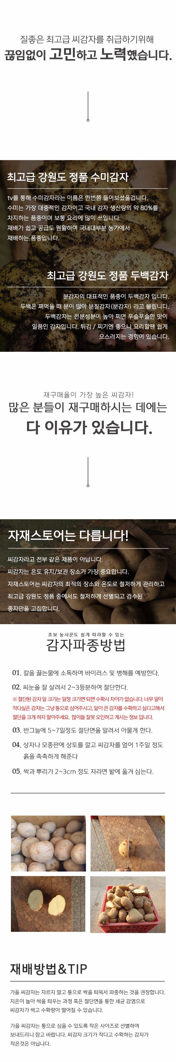 자재스토어님의 장터 판매 상품 [강원도 정품 씨감자 수미 두백 대서 감자 종자 감자씨 씨앗] 첨부 사진