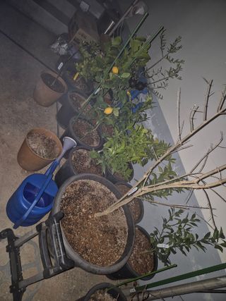 고메뿌리님의 자유주제 · 자유게시판 작성글 사진