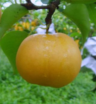 뿌리깊은나무농원님의 작성글 사진