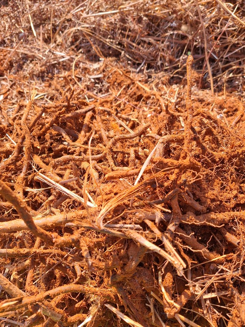 블루애플펜션님의 장터 판매 상품 [고사리 종건 팝니다 ] 첨부 사진