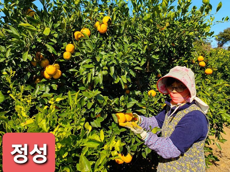 송응준님의 장터 판매 상품 [한라봉 10kg] 첨부 사진