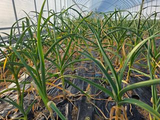 아침못자연농원님의 자유주제 · 자유게시판 작성글 사진