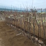 일심묘목농원님의 자유주제·자유게시판 작성글 사진