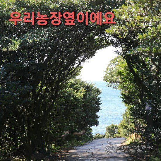 송응준님의 장터 판매 상품 [한라봉 10kg] 첨부 사진